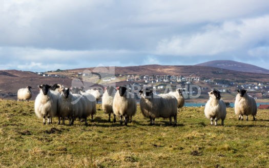 3 Arasáin Bhalor, 1 Bedroom 2nd Floor Apartment