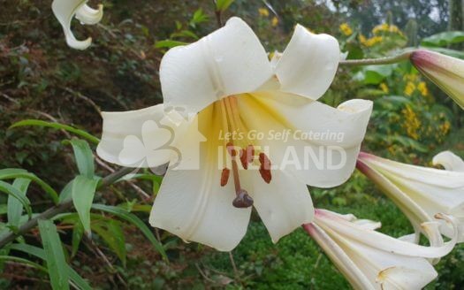 Glendale Holiday Cottages