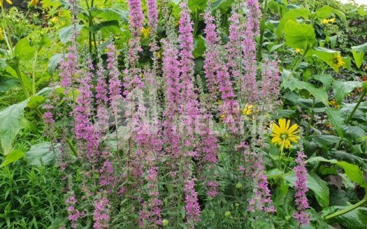 Glendale Holiday Cottages