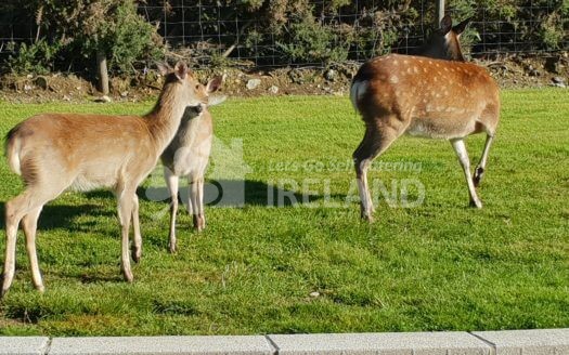 Glendale Holiday Cottages