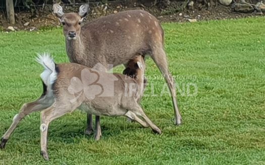 Glendale Holiday Cottages