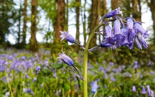 Mount Brandon Cottage No.1