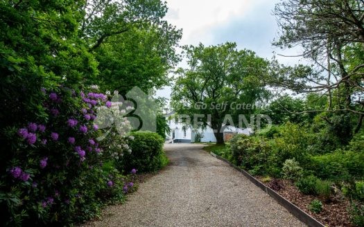 The Oak at Kilpatrick Glebe